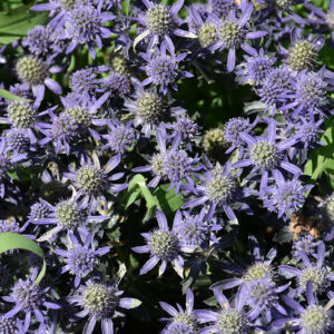 Blue Hobbit Sea Holly flowers