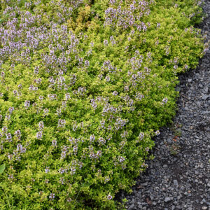Aureus Lemon Thyme in bloom
