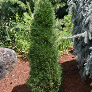 Green Penguin Scotch Pine