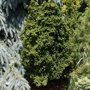 Dwarf Pagoda Japanese Holly