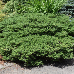 Green Carpet Korean Fir