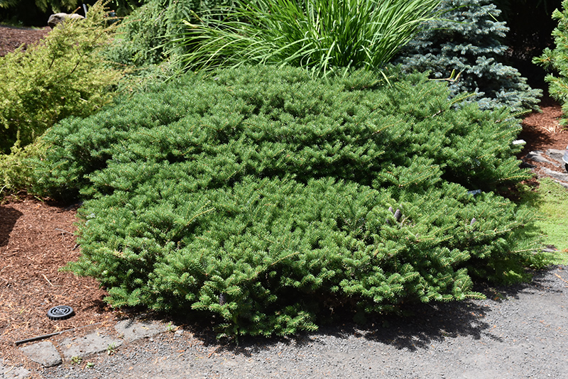Green Carpet Korean Fir