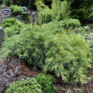 Niagara Falls Eastern White Pine