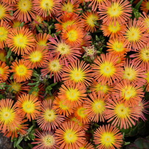 Wheels of Wonder&trade; Orange Wonder Ice Plant flowers