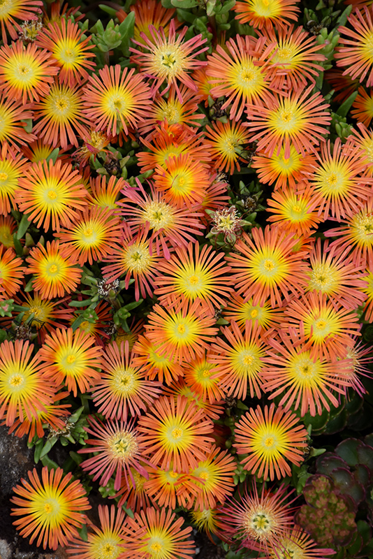 Wheels of Wonder™ Orange Wonder Ice Plant flowers