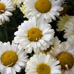 Realflor® Real Dream Shasta Daisy flowers