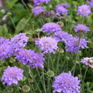 Flutter&trade; Deep Blue Pincushion Flower flowers
