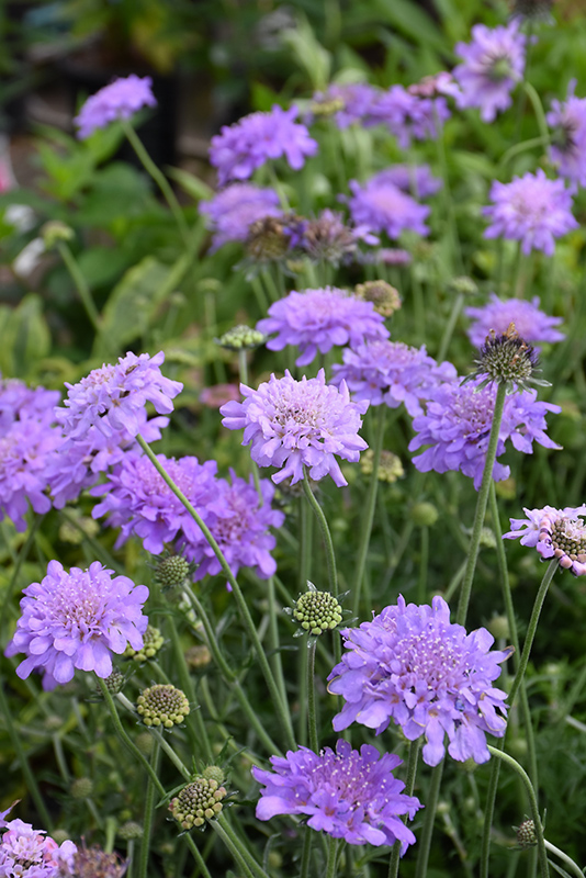 Flutter™ Deep Blue Pincushion Flower flowers