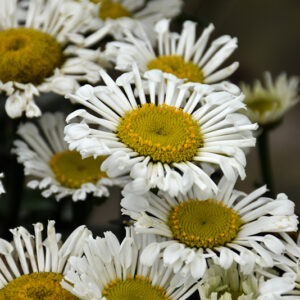 Sweet Daisy&trade; Sofie Shasta Daisy flowers