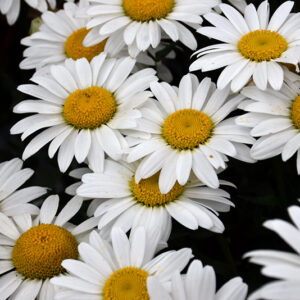 Snowcap Shasta Daisy flowers
