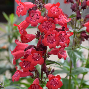Cha Cha™ Cherry Beard Tongue flowers