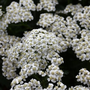 New Vintage&trade; White Yarrow flowers