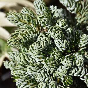 Kohout's Icebreaker Korean Fir foliage