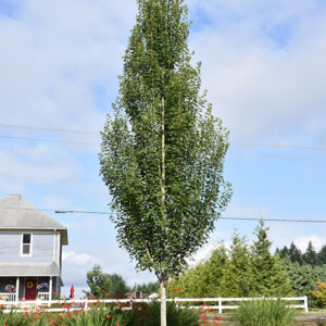 Armstrong Gold&reg; Red Maple