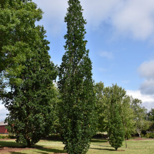 Skinny Genes® Oak