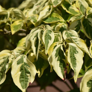 Celestial Shadow Flowering Dogwood foliage