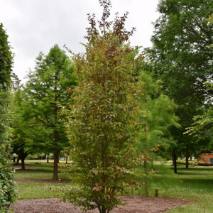 Persian Spire&trade; Parrotia