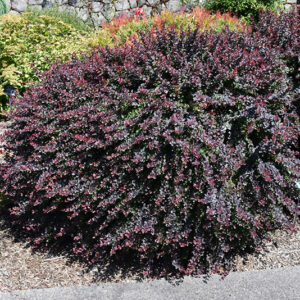 Royal Burgundy Japanese Barberry