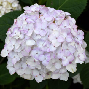 Blushing Bride&reg; Hydrangea flowers