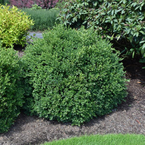 Green Velvet Boxwood