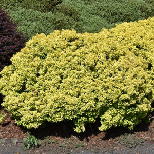 Golden Nugget Japanese Barberry
