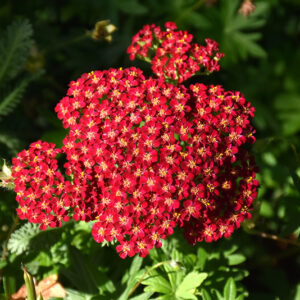 Red Velvet Yarrow flowers