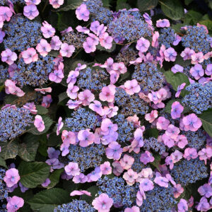 Tuff Stuff&trade; Hydrangea flowers