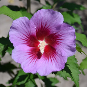 Purple Pillar® Rose of Sharon flowers