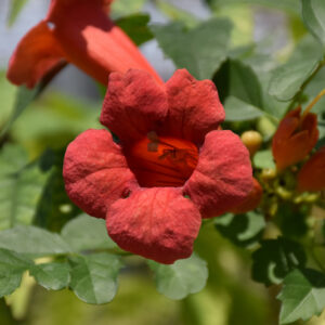 Tango Trumpetvine flowers