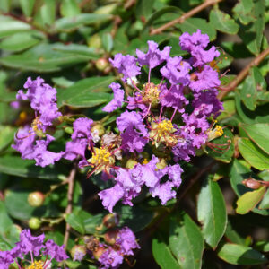 Orchid Cascade Crapemyrtle flowers