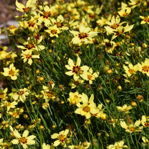 Sizzle And Spice&reg; Sassy Saffron Tickseed flowers