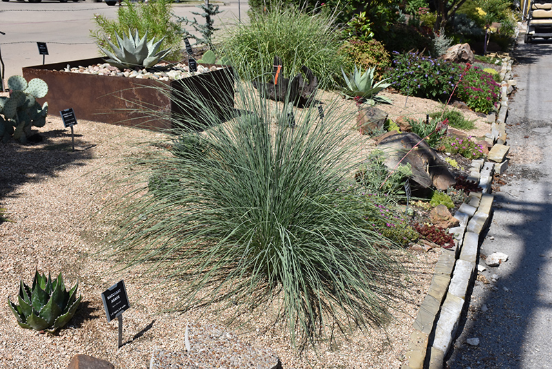 Little Bluestem