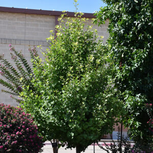 Goldspire&reg; Ginkgo