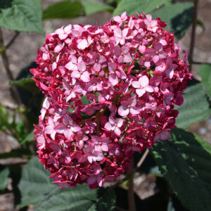 Invincibelle&reg; Ruby Hydrangea flowers