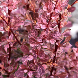 Rose Glow Japanese Barberry foliage