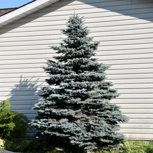 Blue Select Colorado Spruce