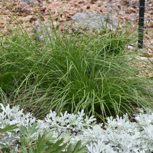 Appalachian Sedge