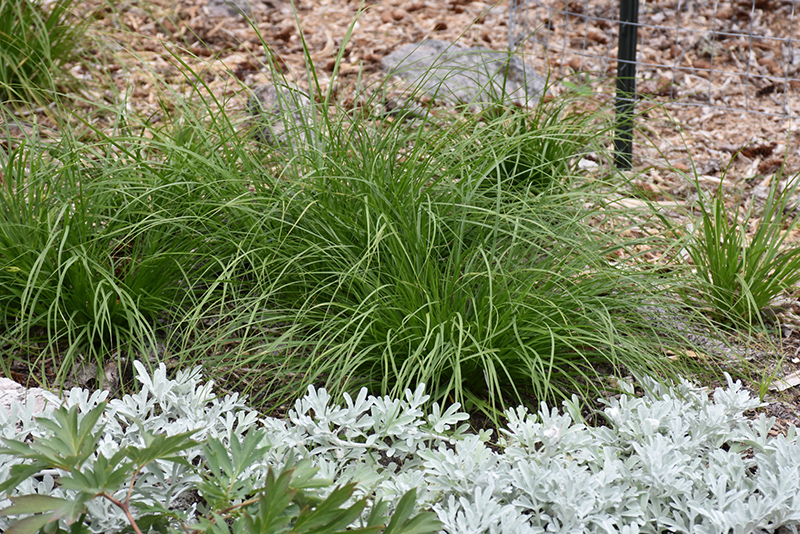 Appalachian Sedge