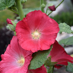 Hollyhock flowers