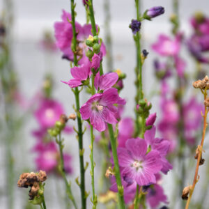 Party Girl Prairie Mallow flowers