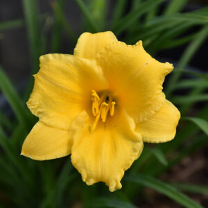 Stella de Oro Daylily flowers