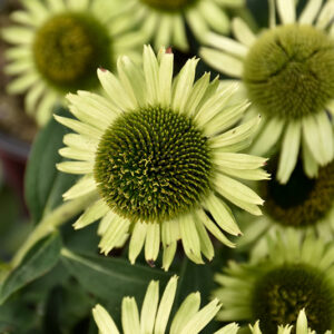 Green Jewel Coneflower flowers
