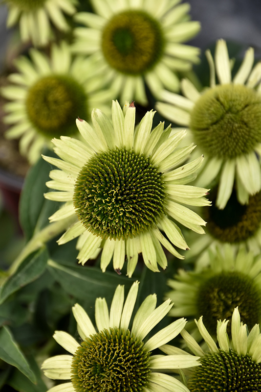 Green Jewel Coneflower flowers