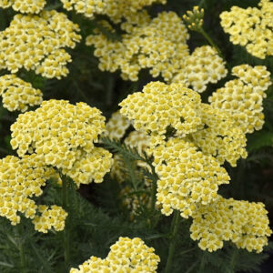 Sunny Seduction Yarrow flowers