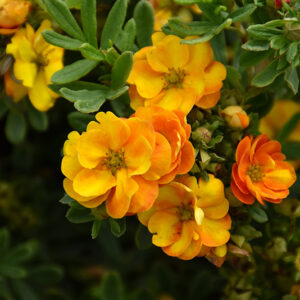 Marmalade® Potentilla flowers