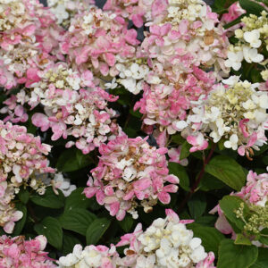 Fire Light Tidbit® Hydrangea flowers (faded)