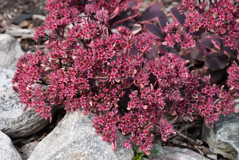 Dream Dazzler Stonecrop flowers