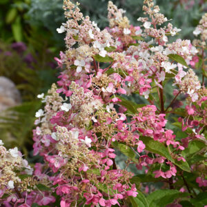 Pinky Winky® Hydrangea (tree form) flowers