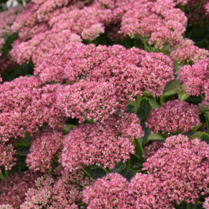 Autumn Fire Stonecrop flowers