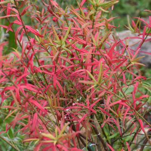 Dwarf Turkestan Burning Bush in fall